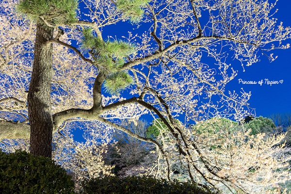 ซากุระบานกลางโตเกียว