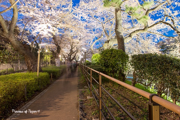 ซากุระบานกลางโตเกียว