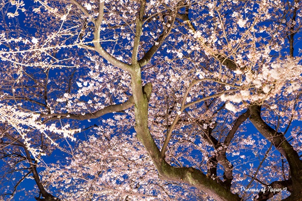 ซากุระบานกลางโตเกียว