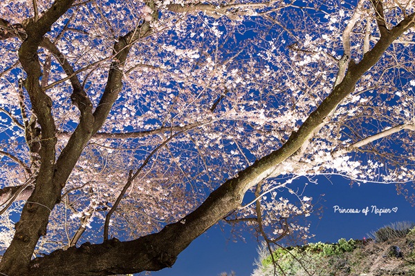 ซากุระบานกลางโตเกียว