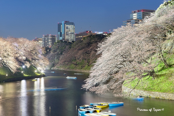 ซากุระบานกลางโตเกียว