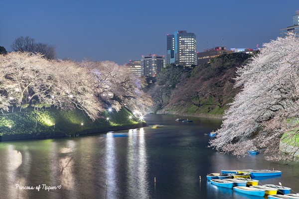 ซากุระบานกลางโตเกียว