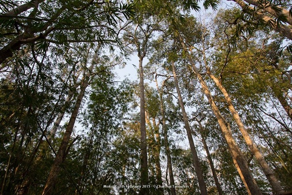 กาลครั้งหนึ่ง ณ โมโกจู