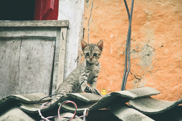 เนปาล