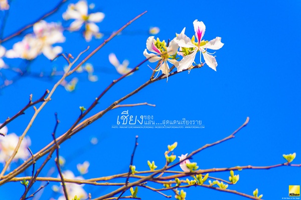 ลัดเลาะเที่ยวเชียงราย
