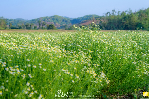ลัดเลาะเที่ยวเชียงราย