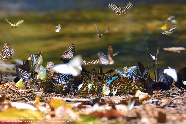 เที่ยวแก่งกระจาน แวะดูผีเสื้อ