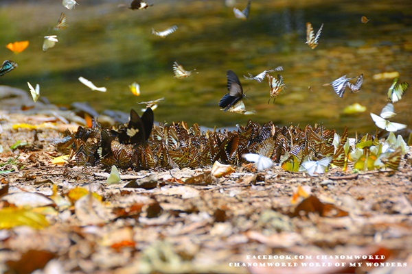 เที่ยวแก่งกระจาน แวะดูผีเสื้อ