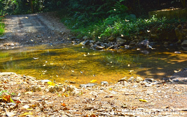 เที่ยวแก่งกระจาน แวะดูผีเสื้อ