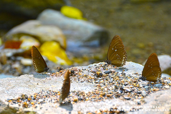 เที่ยวแก่งกระจาน แวะดูผีเสื้อ