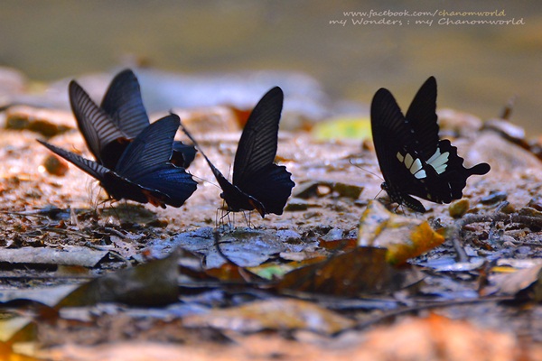 เที่ยวแก่งกระจาน แวะดูผีเสื้อ