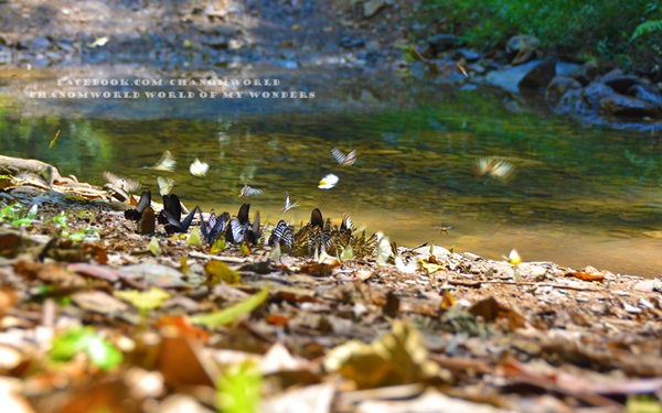 เที่ยวแก่งกระจาน แวะดูผีเสื้อ