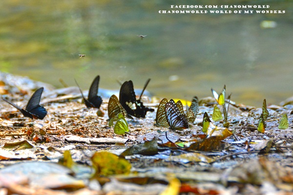 เที่ยวแก่งกระจาน แวะดูผีเสื้อ