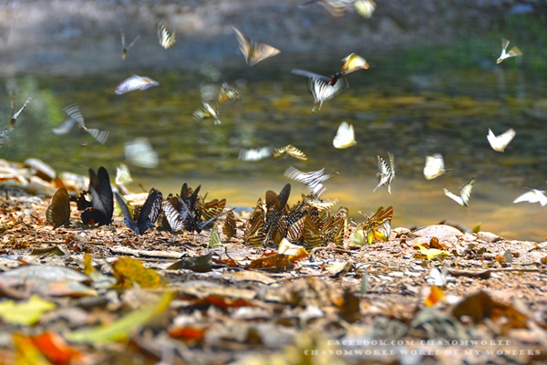 เที่ยวแก่งกระจาน แวะดูผีเสื้อ