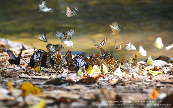 เที่ยวแก่งกระจาน แวะดูผีเสื้อ