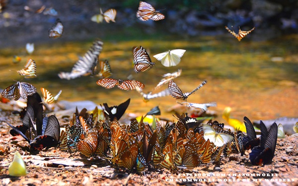 เที่ยวแก่งกระจาน แวะดูผีเสื้อ