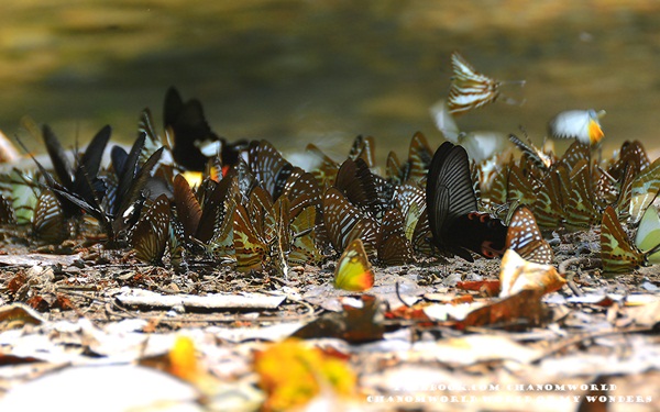 เที่ยวแก่งกระจาน แวะดูผีเสื้อ