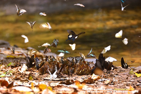 เที่ยวแก่งกระจาน แวะดูผีเสื้อ