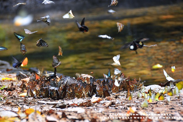 เที่ยวแก่งกระจาน แวะดูผีเสื้อ