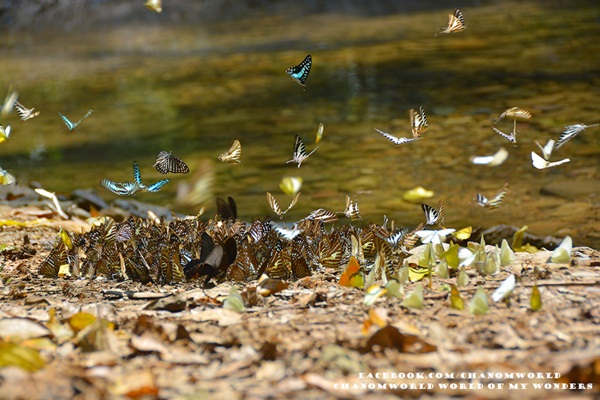 เที่ยวแก่งกระจาน แวะดูผีเสื้อ