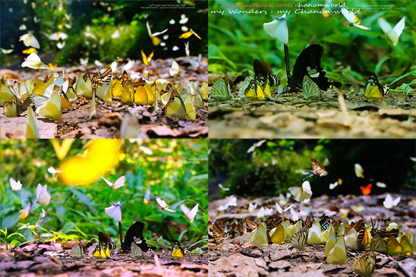 เที่ยวแก่งกระจาน แวะดูผีเสื้อ