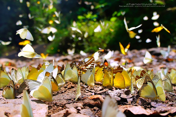 เที่ยวแก่งกระจาน แวะดูผีเสื้อ