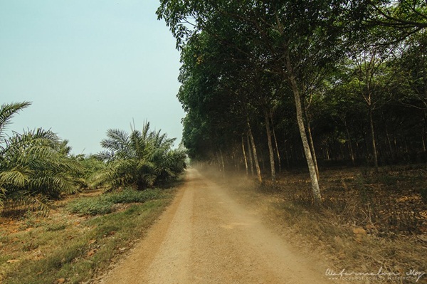 ลำคลองงู