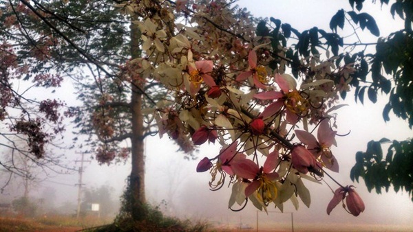 ลำคลองงู