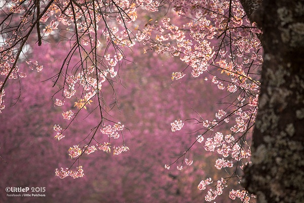 เทื่ยวทั่วประเทศไทย