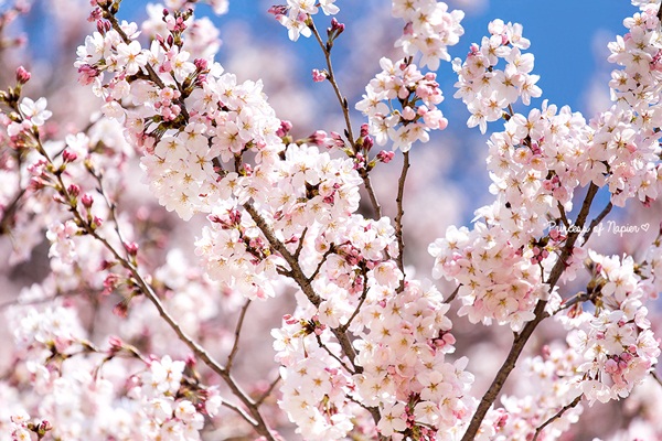 ซากุระบานกลางโตเกียว