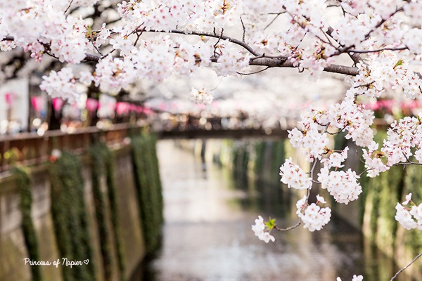 ซากุระบานกลางโตเกียว