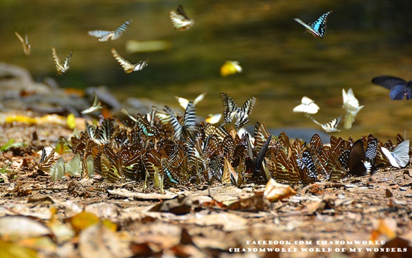 เที่ยวแก่งกระจาน แวะดูผีเสื้อ