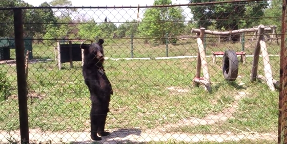 หมีอะไรยืนหลังตรงอย่างกับคน ถ้าเห็นไกล ๆ ผมนี่วิ่งเลยนะ !