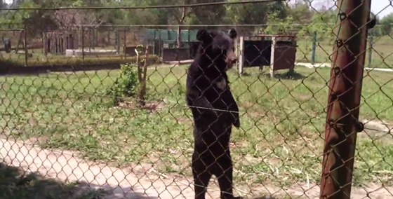 หมีอะไรยืนหลังตรงอย่างกับคน ถ้าเห็นไกล ๆ ผมนี่วิ่งเลยนะ !