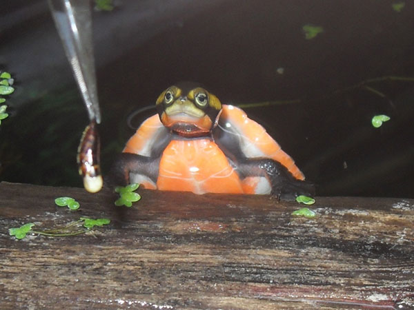 Red-Bellied Side-Necked