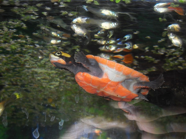 Red-Bellied Side-Necked
