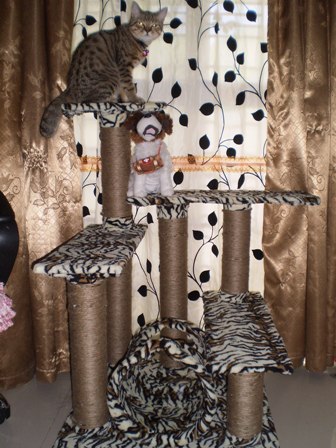 D.I.Y. Cat Condo