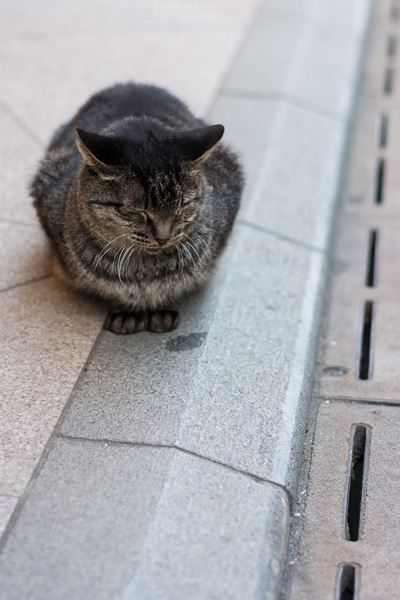 ญี่ปุ่น