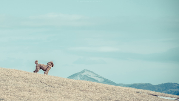 ญี่ปุ่น