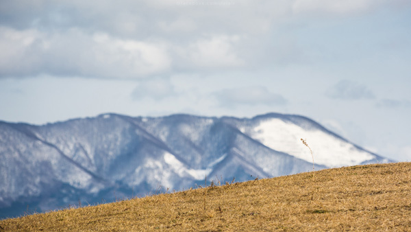 ญี่ปุ่น