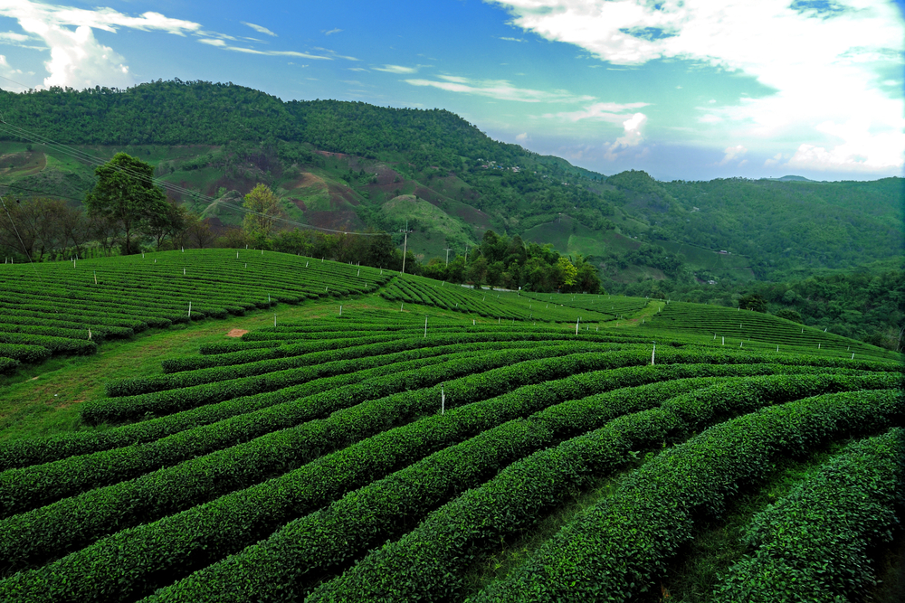 ดอยแม่สลอง