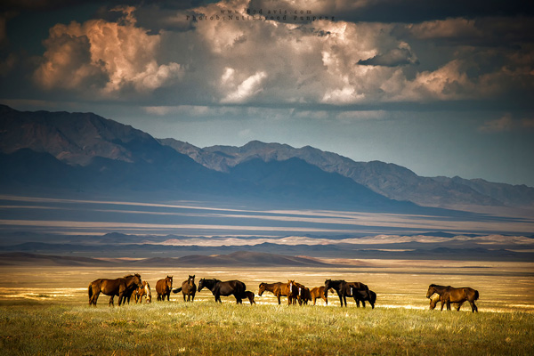 Landscape Landscape
