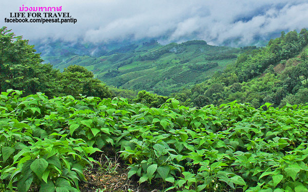 ภูชี้ฟ้า-ดอยผาตั้ง