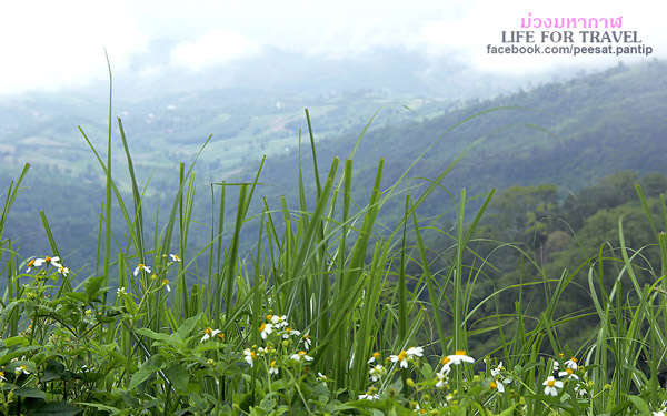 ภูชี้ฟ้า-ดอยผาตั้ง