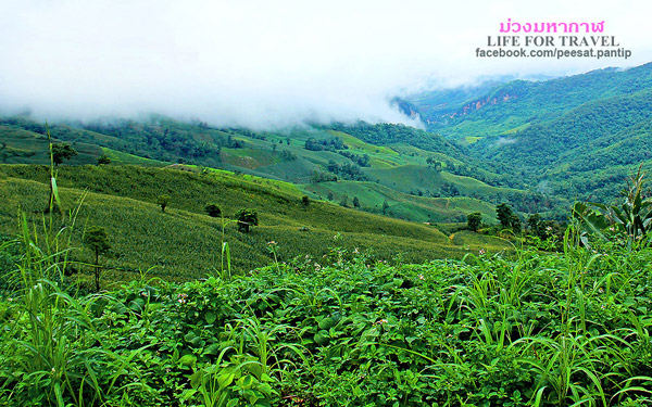 ภูชี้ฟ้า-ดอยผาตั้ง