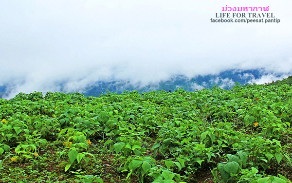 ภูชี้ฟ้า-ดอยผาตั้ง