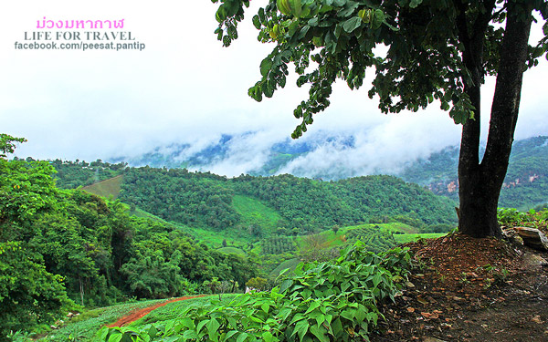 ภูชี้ฟ้า-ดอยผาตั้ง