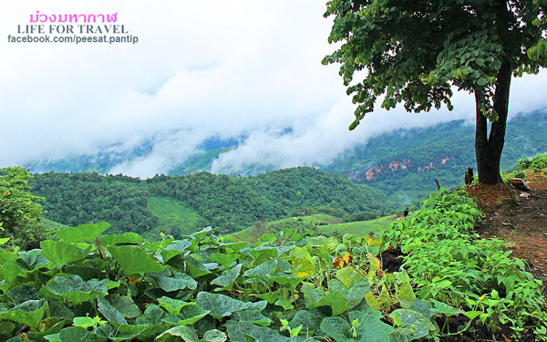 ภูชี้ฟ้า-ดอยผาตั้ง