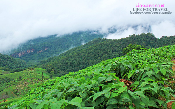 ภูชี้ฟ้า-ดอยผาตั้ง