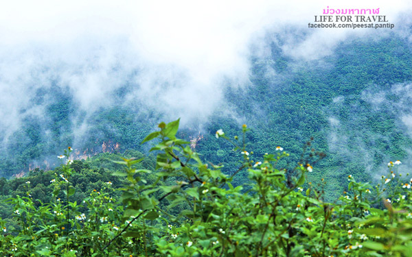 ภูชี้ฟ้า-ดอยผาตั้ง